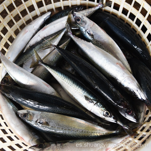 Nueva llegada Frozen Pacific Mackerel para el mercado de Tailandia